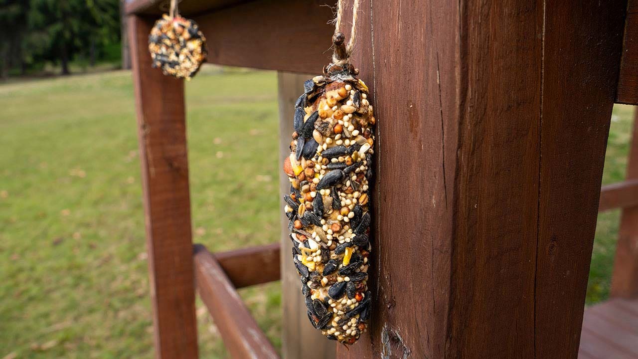 hanging the peanut butter and birdseed covered pinecone and apple outdoors